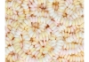Au'some - Candy Necklaces - 100 pcs